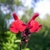 Bright red showy 2-lipped flowers