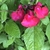 three pink, showy, 2-lipped flowers.