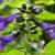 showy, blue, 2-lipped flowers.