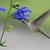 Hummingbird on feeding on blue, tubular flowers.