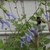 Bee robbing nectar by biting a hole in the floral tube.