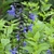 Spikes of showy blue, 2-lipped flowers with nearly black calyces