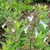 Erect spike of pale lavender flowers.