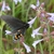 Pale lavender trumpet-shaped flowers visited by a butterfly