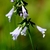 Erect spike of pale lavender flowers.