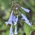 Erect spike of pale blue flowers.