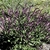 low plant with erect spikes of small pink flowers.