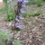 Spike of lavender flowers; leaves tinged with purple.