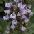 Close-up of spike of lavender, tubular, 2-lipped flowers.