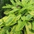 Gray-green, slightly fuzzy leaves variegated with chartreuse.