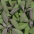 Ovate, gray-green, slightly fuzzy leaves tinged with purple.