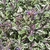 Ovate, gray-green, slightly fuzzy leaves tinged with purple.