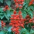 small plant with spikes of red flowers.
