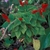 small plant with spikes of red flowers.