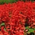Vivid red spikes of flowers obscure the plant.