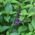 Dark violet, 2-lipped flower emerging from a green-black calyx.