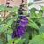 Dark purple flower above green foliage