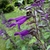 Large bee is chewing through the floral tube to steal nectar.