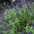 Rounded shrub with erect bluish purple flower spikes.