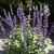 Rounded shrub with erect bluish purple flower spikes.