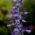 Erect spikes of bluish purple, 2-lipped flowers.