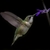 Hummingbird on feeding on blue, tubular flower.
