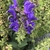 Dense spikes of midnight blue flowers