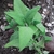 Leafy shoot with opposite, decussate, arrow-shaped leaves.