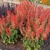 Red bedding salvia