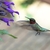 Flowers visited by a ruby-throated hummingbird.