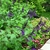 Compact subshrub with spikes of violet flowers