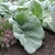 Silvery, hairy leaf near ground level