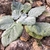 Rosette of silvery hairy leaves.