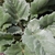 Rosette of silvery hairy leaves.