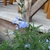 Narrow-leaf plant producing spike of pale blue 2-lipped flowers.