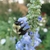 Spike of pale blue flowers. A large bee visits a flower.