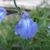 Pale blue, 2-lipped flowers.