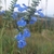 Spikes of pale blue 2-lipped flowers.
