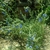Sparsely branched subshrub with pale blue flowers.