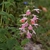 spike of pink and white flowers.