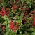 low plant with spikes of red flowers.