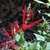 Spike of red, 2-lipped flowers.