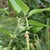 Cernuous spike with red buds.
