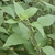 Leafy shoots with opposite, ovate leaves.