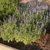 Bed of low plants with spikes of blue flowers.