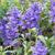 Salvia farinacea 'Victoria'