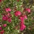 Subshrub with opposite, ovate leaves & spikes of pink flowers.