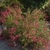 Subshrub with opposite, ovate leaves & spikes of pink flowers.