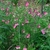 Subshrub with opposite, ovate leaves & spikes of pink flowers.