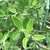 Opposite, small, ovate leaves.